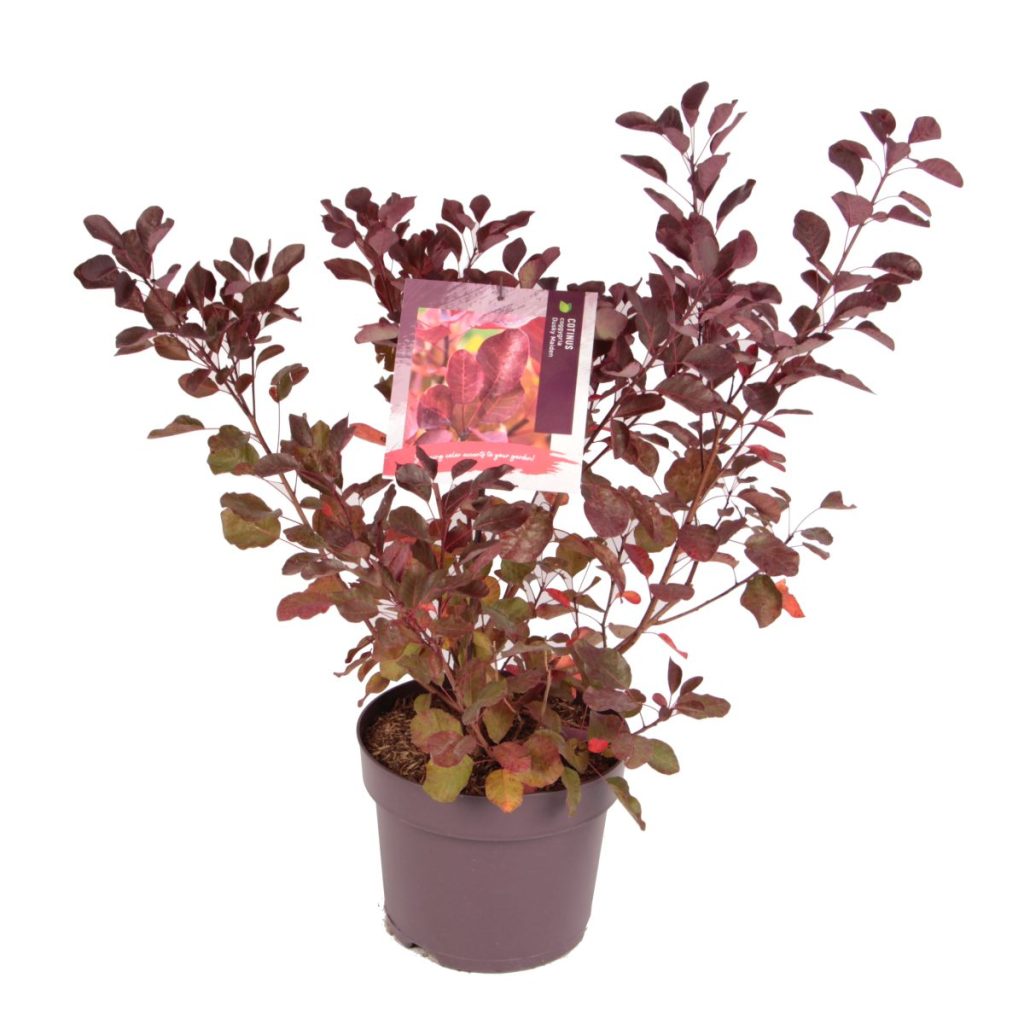 Cotinus Cog Dusky Maiden Nieuwelaar Van Der Mee cotinus-cog-dusky-maiden-nieuwelaar-van-der-mee