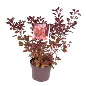 Cotinus cog. 'Dusky Maiden' -