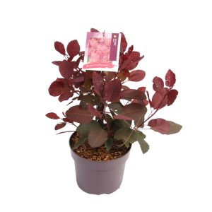 Cotinus 'Grace' -