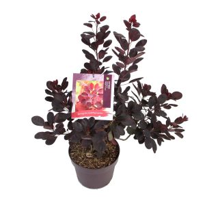 Cotinus cog. 'Royal Purple' -