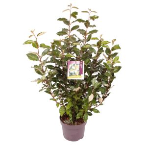 Elaeagnus ebb. 'Compacta' -