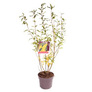 Forsythia int. 'Lynwood' -