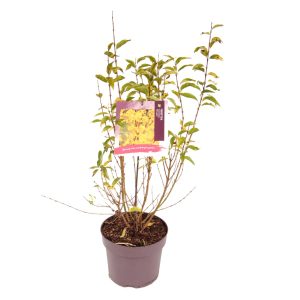 Forsythia int. 'Minigold' -