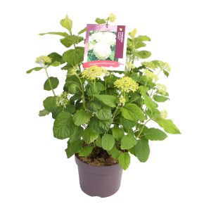 Hydrangea a. 'Annabelle' -