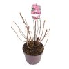 Hydrangea m. 'Rotschwanz' -