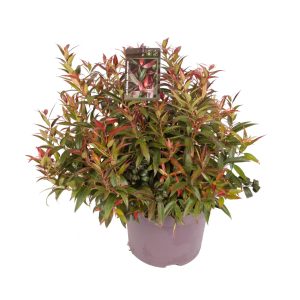 Leucothoe keiskei 'Burning Love' -