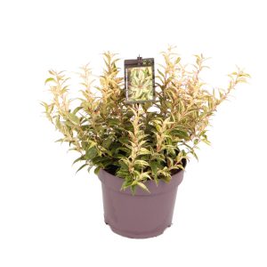 Leucothoe f. 'Makijaz' -