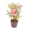 Nandina domestica -