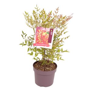 Nandina domestica -