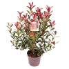 Photinia fraseri 'Carré Rouge' -