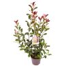 Photinia fraseri 'Red Robin' -