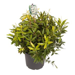 Pieris 'Brouwer's Beauty' -