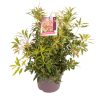 Pieris 'Forest Flame' -