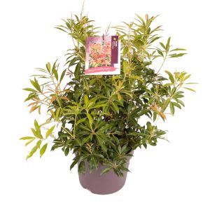 Pieris 'Forest Flame' -