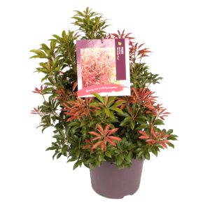 Pieris jap. 'Mountain Fire' -