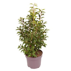 Prunus lusitanica 'Angustifolia' -