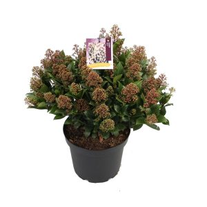 Skimmia j. 'Wanto' -