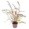 Spiraea cinerea 'Grefsheim' -